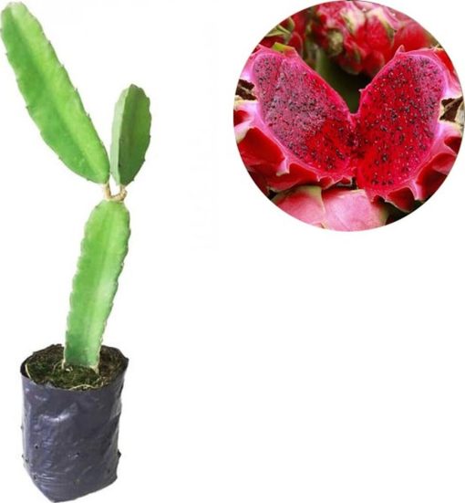 bibit tanaman buah naga super red 40 cm bibit terbaik Salatiga