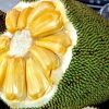 bibit tanaman buah nangka madu Ambon