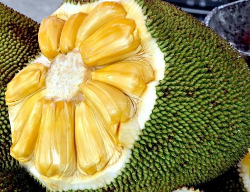 bibit tanaman buah nangka madu Ambon