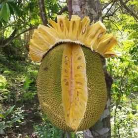 bibit tanaman buah nangka madu Cirebon