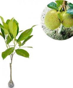 bibit tanaman buah nangka mini 40cm Binjai