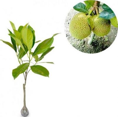 bibit tanaman buah nangka mini 40cm Binjai