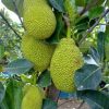 bibit tanaman buah nangka mini Bengkulu