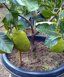 Bibit Tanaman Buah Nangka Mini Dwarf Jackfruit Muara Enim