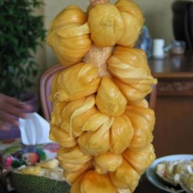 bibit tanaman buah nangkadak nangka okulasi unggul nangka cempedak Jawa Barat