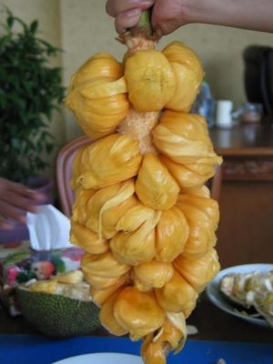 bibit tanaman buah nangkadak nangka okulasi unggul nangka cempedak Jawa Barat