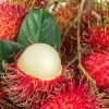 bibit tanaman buah rambutan binjai Dumai