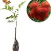 bibit tanaman buah rambutan binjai Jawa Timur