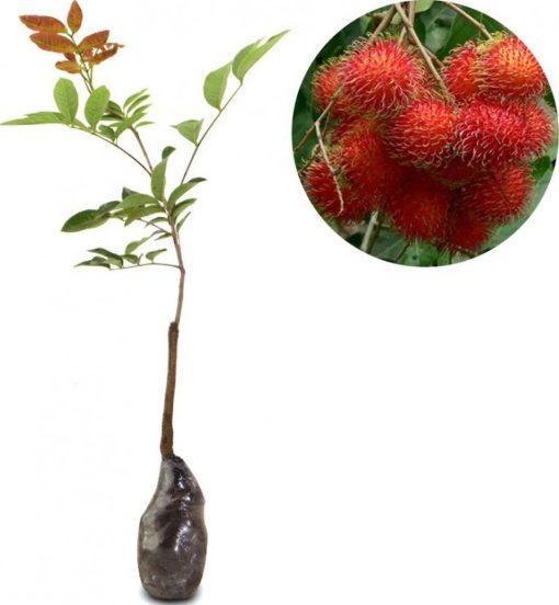bibit tanaman buah rambutan binjai Jawa Timur