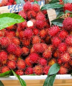 bibit tanaman buah rambutan binjai unggul varietas dijamin asli dan bergaransi Pagaralam