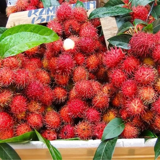 bibit tanaman buah rambutan binjai unggul varietas dijamin asli dan bergaransi Pagaralam