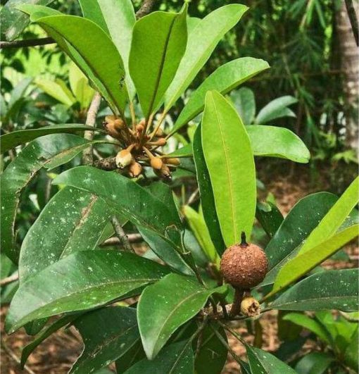 bibit tanaman buah sawo jumbo sudah berbuah kw import hai Jawa Tengah