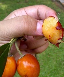 bibit tanaman buah sawo kecik Sumatra Utara