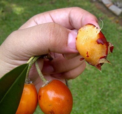 bibit tanaman buah sawo kecik Sumatra Utara