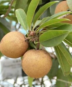 bibit tanaman buah sawo manila 40cm Jawa Tengah