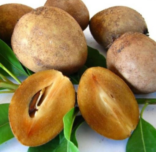 bibit tanaman buah sawo manilo sawo manila Maluku Utara
