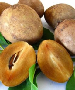 bibit tanaman buah sawo manilo sawo manila Sulawesi Utara
