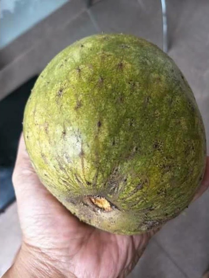 Gambar Produk bibit tanaman buah sirsak kuning Nusa Tenggara Barat