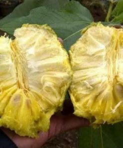 bibit tanaman buah sirsak kuning Sulawesi Tengah