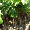 bibit tanaman buah sirsak madu Jawa Barat