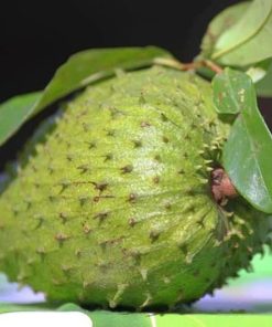 bibit tanaman buah sirsak ratu dwarf Jawa Tengah
