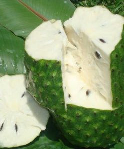 bibit tanaman buah sirsak ratu dwarf Nusa Tenggara Barat