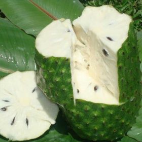 bibit tanaman buah sirsak ratu dwarf Nusa Tenggara Barat