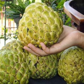 bibit tanaman buah srikaya jumbo varietas baru Binjai