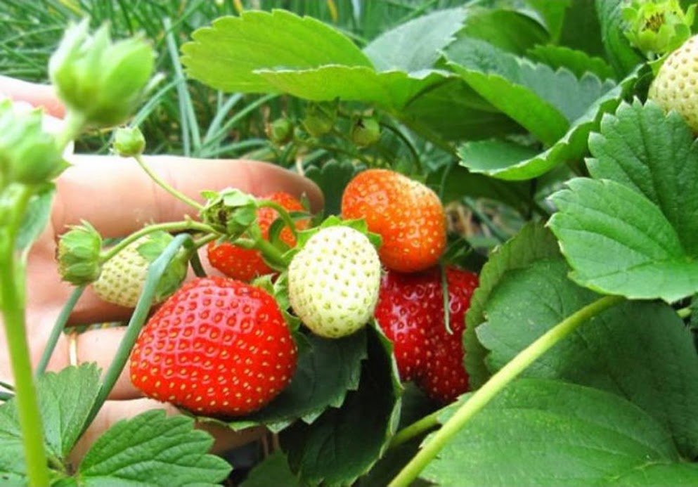 Gambar Produk bibit tanaman buah strawberry california stroberi jumbo berbuah Kota Administrasi Jakarta Barat