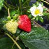 bibit tanaman buah strawberry california stroberi jumbo berbuah Pontianak