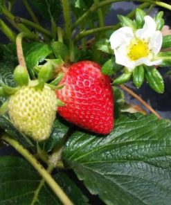 bibit tanaman buah strawberry california stroberi jumbo berbuah Pontianak