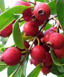 bibit tanaman buah strawberry guava jambu leci Kalimantan Selatan
