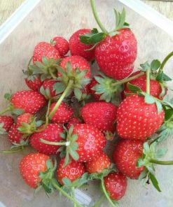 bibit tanaman buah stroberi strawberry sudah adaptasi daerah panas Dumai