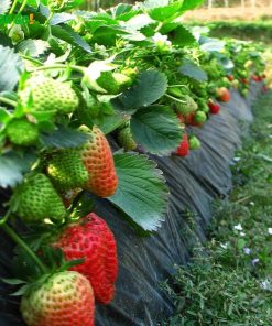 bibit tanaman buah stroberi strawberry sudah adaptasi daerah panas limited Kalimantan Timur