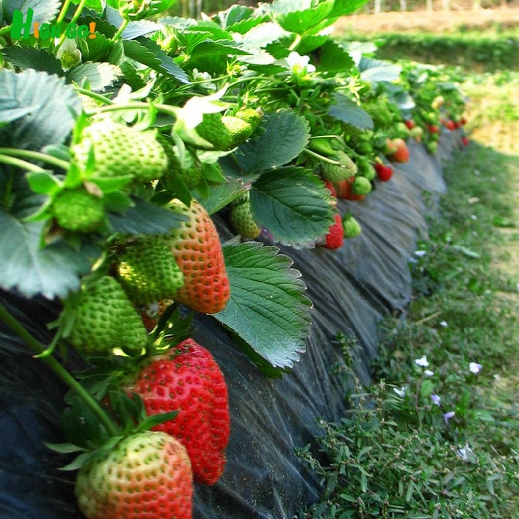 Gambar Produk bibit tanaman buah stroberi strawberry sudah adaptasi daerah panas limited Kalimantan Timur
