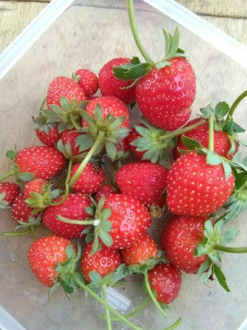 bibit tanaman buah stroberi strawberry sudah adaptasi daerah panas limited Sulawesi Utara