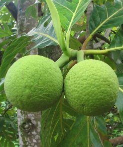 bibit tanaman buah sukun Nusa Tenggara Barat