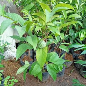 Bibit Tanaman Buah Tambulampot Pohon Srikaya Sri Kaya Sirsak Sudah Berbuah Teluk Wondama