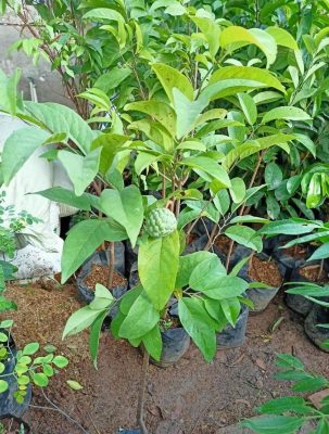 Bibit Tanaman Buah Tambulampot Pohon Srikaya Sri Kaya Sirsak Sudah Berbuah Teluk Wondama