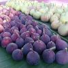 bibit tanaman buah tin aneka varian bibit dari induk yg sudah prodksi buah