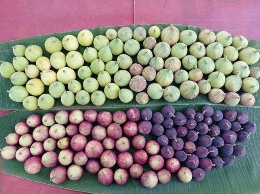 bibit tanaman buah tin aneka varian bibit dari induk yg sudah prodksi buah Jakarta