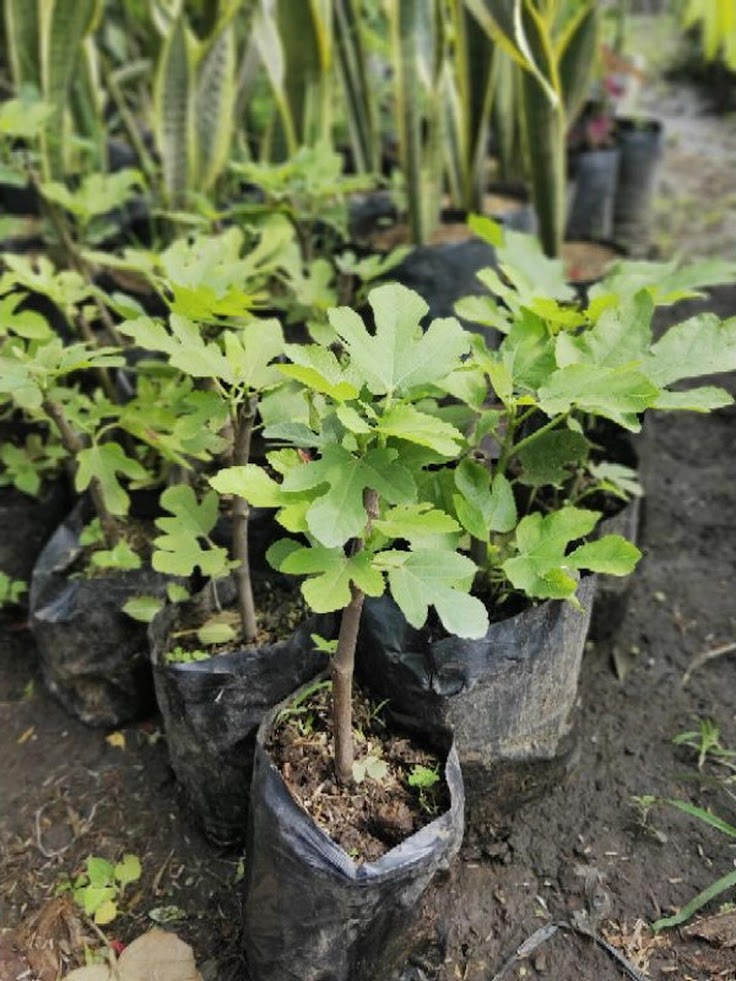 Gambar Produk bibit tanaman buah tin ara buah merah red palestine Sulawesi Utara