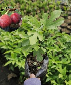 bibit tanaman buah tin ara buah merah red palestine Sumatra Utara