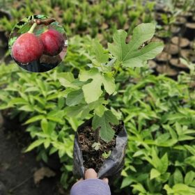 bibit tanaman buah tin ara buah merah red palestine Sumatra Utara