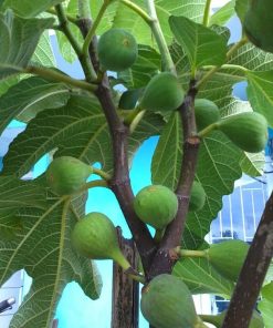 bibit tanaman buah tin hijau ara green yordan Sulawesi Selatan