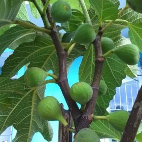 bibit tanaman buah tin hijau ara green yordan Sulawesi Selatan