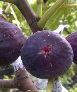 bibit tanaman buah tin purpple jordan 20 50cm Jawa Barat