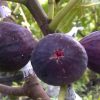 bibit tanaman buah tin purpple jordan 20 50cm khanza Binjai