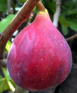 bibit tanaman buah tin red israel cepat berbuah terlaris Sibolga