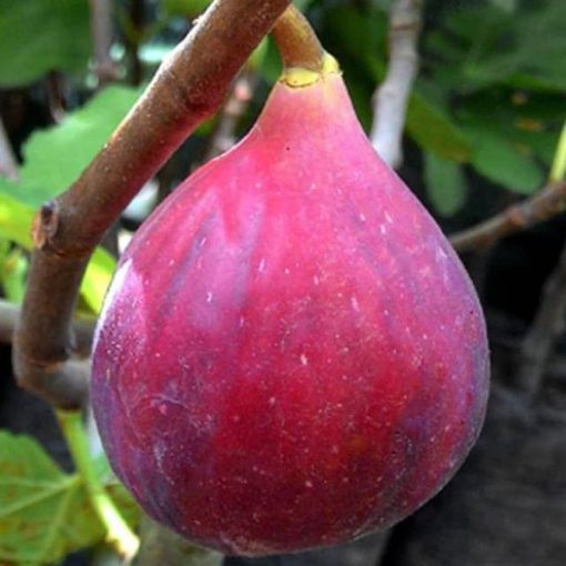 bibit tanaman buah tin red israel cepat berbuah terlaris Sibolga